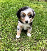 Junior, a male Miniature Australian Shepherd for sale in Warrenton, NC – Photo 6 of 9