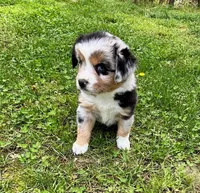 Junior, a male Miniature Australian Shepherd for sale in Warrenton, NC – Photo 4 of 9
