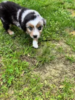 Junior, a male Miniature Australian Shepherd for sale in Warrenton, NC – Photo 7 of 9