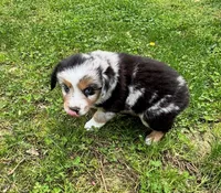 Junior, a male Miniature Australian Shepherd for sale in Warrenton, NC – Photo 5 of 9