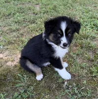 Junior, a male Australian Shepherd for sale in Warrenton, NC – 6 of 8