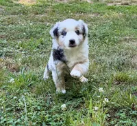 Princess, a female Miniature Australian Shepherd for sale in Warrenton, NC – 5 of 9