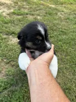 Melina, a female Australian Shepherd for sale in Warrenton, NC – 3 of 10