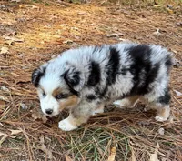 Cupcake, a female Miniature Australian Shepherd for sale in Warrenton, NC – Photo 5 of 10
