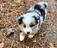 Cupcake, a female Miniature Australian Shepherd for sale in Warrenton, NC – Photo 8 of 10