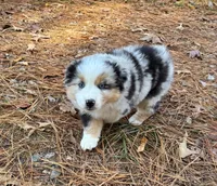 Cupcake, a female Miniature Australian Shepherd for sale in Warrenton, NC – Photo 7 of 10
