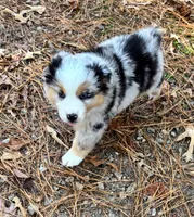 Cupcake, a female Miniature Australian Shepherd for sale in Warrenton, NC – Photo 1 of 10