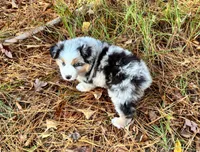 Cupcake, a female Miniature Australian Shepherd for sale in Warrenton, NC – Photo 2 of 10