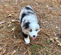 Cupcake, a female Miniature Australian Shepherd for sale in Warrenton, NC – Photo 10 of 10