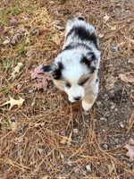 Cupcake, a female Miniature Australian Shepherd for sale in Warrenton, NC – Photo 6 of 10