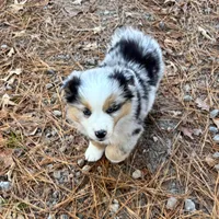 Cupcake, a female Miniature Australian Shepherd for sale in Warrenton, NC – Photo 9 of 10
