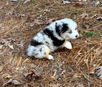 Cupcake, a female Miniature Australian Shepherd for sale in Warrenton, NC – Photo 4 of 10