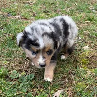 Betty, a female Australian Shepherd for sale in Warrenton, NC – Photo 2 of 9