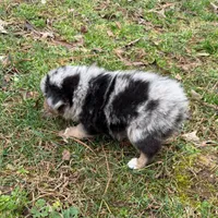 Betty, a female Australian Shepherd for sale in Warrenton, NC – Photo 6 of 9