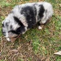 Betty, a female Australian Shepherd for sale in Warrenton, NC – Photo 4 of 9