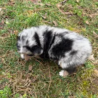 Betty, a female Australian Shepherd for sale in Warrenton, NC – Photo 7 of 9