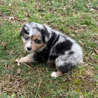 Betty, a female Australian Shepherd for sale in Warrenton, NC – Photo 1 of 9