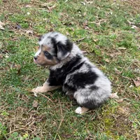 Betty, a female Australian Shepherd for sale in Warrenton, NC – Photo 5 of 9