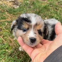 Betty, a female Australian Shepherd for sale in Warrenton, NC – Photo 3 of 9
