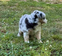 Princess, a female Miniature Australian Shepherd for sale in Warrenton, NC – 2 of 9