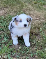 Prince, a male Miniature Australian Shepherd for sale in Warrenton, NC – 7 of 9