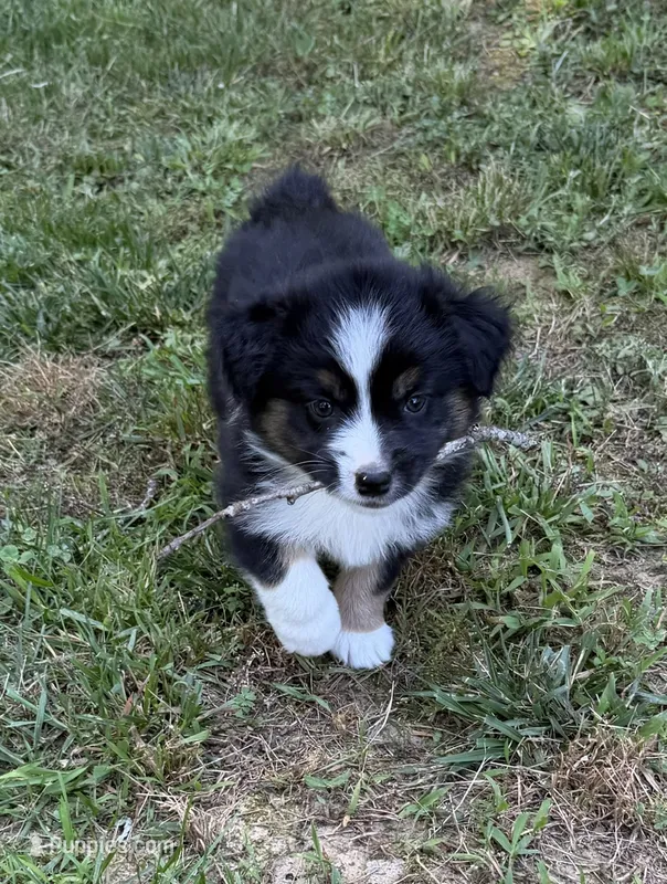 Junior – Australian Shepherd puppy for sale in Warrenton, NC