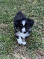Junior, a male Australian Shepherd for sale in Warrenton, NC – 1 of 8