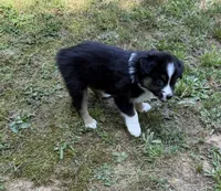 Junior, a male Australian Shepherd for sale in Warrenton, NC – 3 of 8