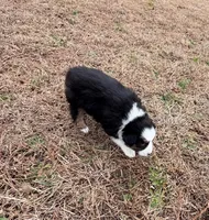 Millie, a female Miniature Australian Shepherd for sale in Warrenton, NC – Photo 7 of 9