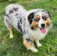 Millie, a female Miniature Australian Shepherd for sale in Warrenton, NC – Photo 8 of 9