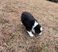 Millie, a female Miniature Australian Shepherd for sale in Warrenton, NC – Photo 6 of 9