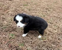Millie, a female Miniature Australian Shepherd for sale in Warrenton, NC – Photo 1 of 9