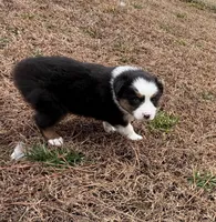 Millie, a female Miniature Australian Shepherd for sale in Warrenton, NC – Photo 2 of 9