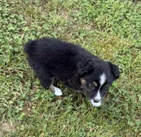 Melina, a female Australian Shepherd for sale in Warrenton, NC – 7 of 10