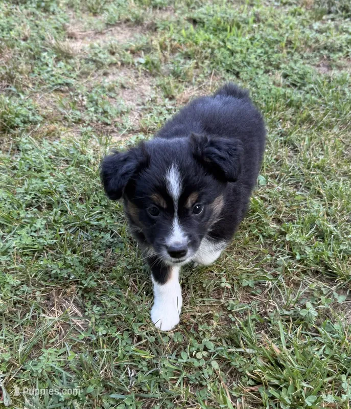 Melina – Australian Shepherd puppy for sale in Warrenton, NC