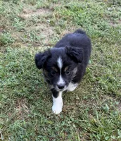 Melina, a female Australian Shepherd for sale in Warrenton, NC – 1 of 10
