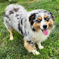 Trixie, a female Miniature Australian Shepherd for sale in Warrenton, NC – Photo 10 of 10
