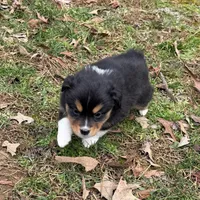 Trixie, a female Miniature Australian Shepherd for sale in Warrenton, NC – Photo 6 of 10