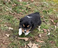 Trixie, a female Miniature Australian Shepherd for sale in Warrenton, NC – Photo 6 of 10