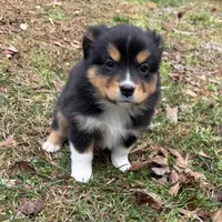 Trixie, a female Miniature Australian Shepherd for sale in Warrenton, NC – Photo 8 of 10