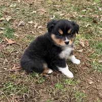 Trixie, a female Miniature Australian Shepherd for sale in Warrenton, NC – Photo 3 of 10