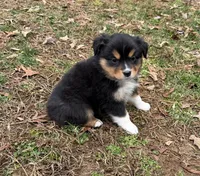 Trixie, a female Miniature Australian Shepherd for sale in Warrenton, NC – Photo 3 of 10