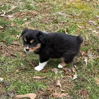 Trixie, a female Miniature Australian Shepherd for sale in Warrenton, NC – Photo 5 of 10