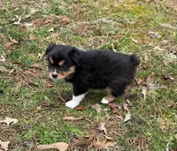 Trixie, a female Miniature Australian Shepherd for sale in Warrenton, NC – Photo 5 of 10