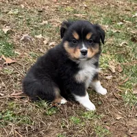 Trixie, a female Miniature Australian Shepherd for sale in Warrenton, NC – Photo 2 of 10