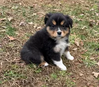 Trixie, a female Miniature Australian Shepherd for sale in Warrenton, NC – Photo 2 of 10