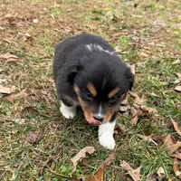 Trixie, a female Miniature Australian Shepherd for sale in Warrenton, NC – Photo 7 of 10