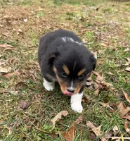 Trixie, a female Miniature Australian Shepherd for sale in Warrenton, NC – Photo 7 of 10