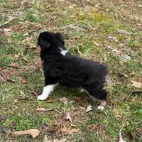 Trixie, a female Miniature Australian Shepherd for sale in Warrenton, NC – Photo 4 of 10