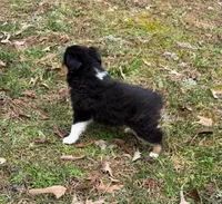 Trixie, a female Miniature Australian Shepherd for sale in Warrenton, NC – Photo 4 of 10